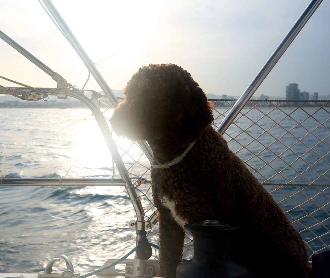 Gruppo di persone che si godono un’uscita in barca a vela di lusso navigando vicino alla città al tramonto